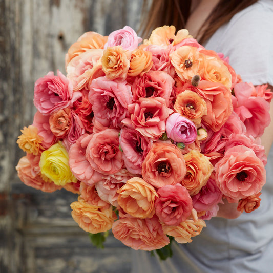 ranunculus salmon