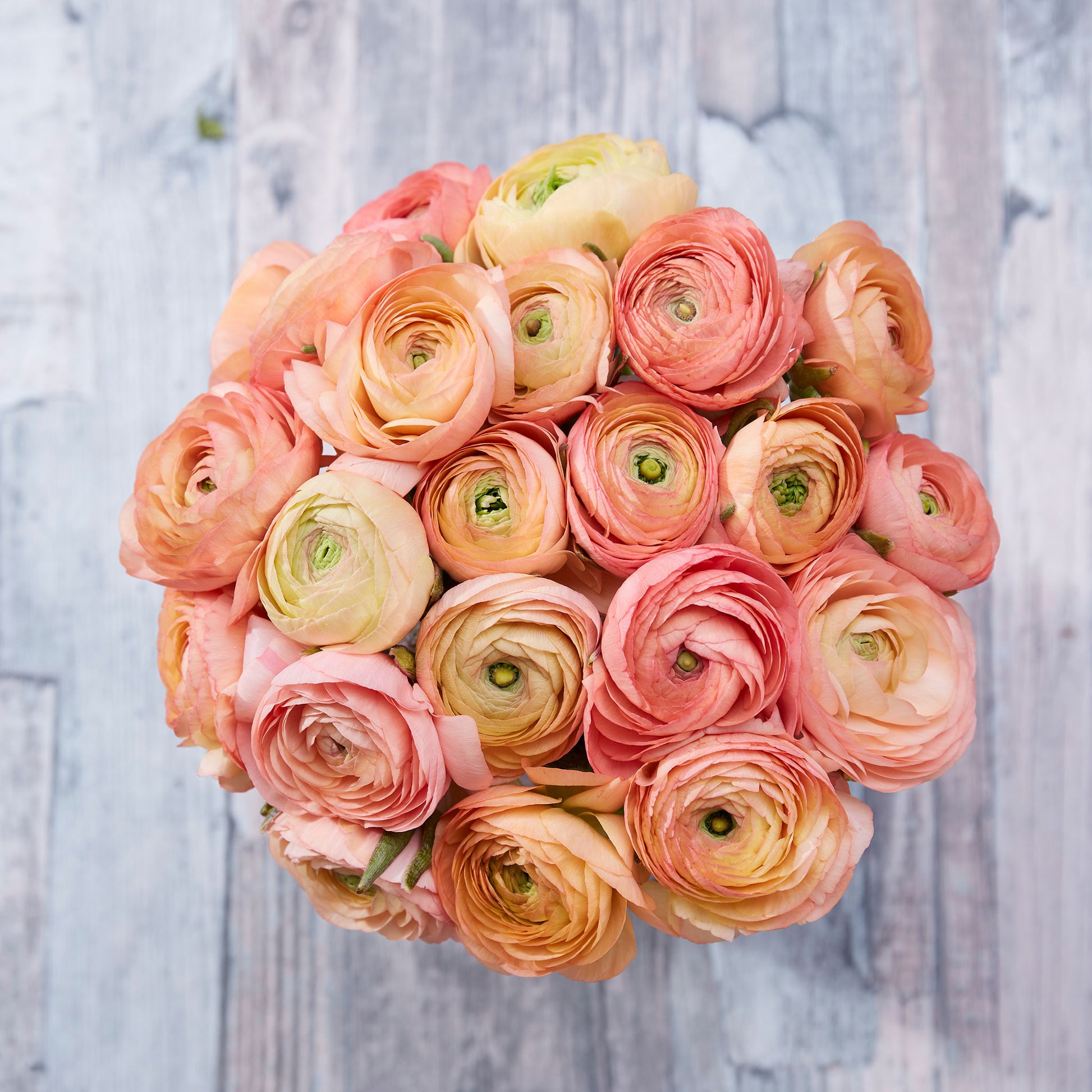 ranunculus salmon