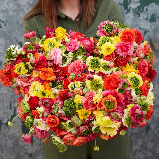 ranunculus super green mix