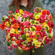 Ranunculus Bulbs - Super Green Mix