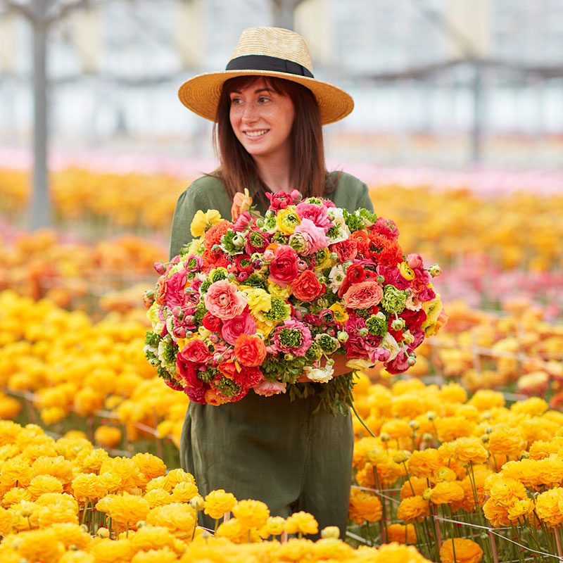 ranunculus super green mix