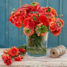 Red and orange ranunculus super green orange in a glass vase on a teal backdrop