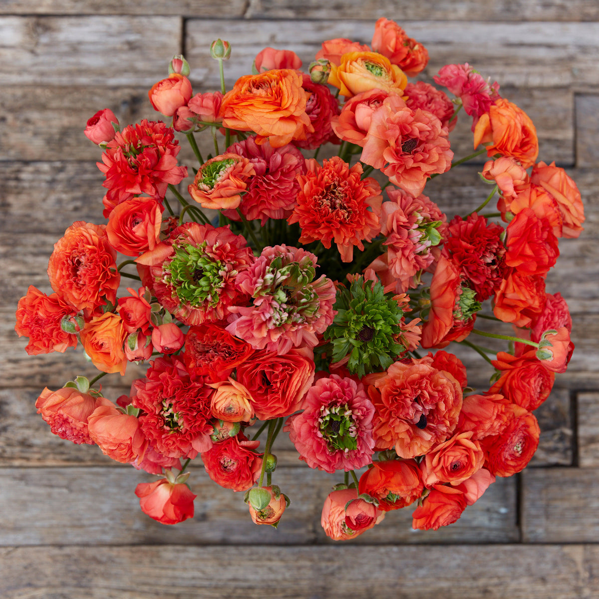 Butterfly Ranunculus Rococo Orange Orange Ranunculus