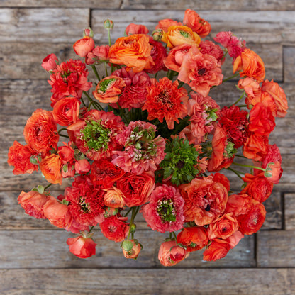 Vivid red orange ranunculus super green orange close-up outdoors