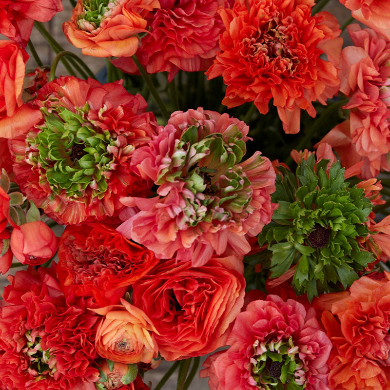 ranunculus super green orange