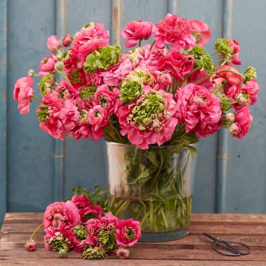 ranunculus super green rose