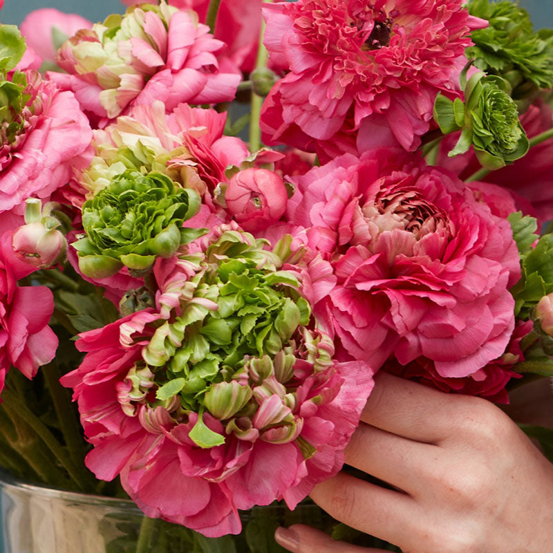 ranunculus super green rose