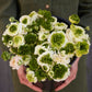 ranunculus super green white