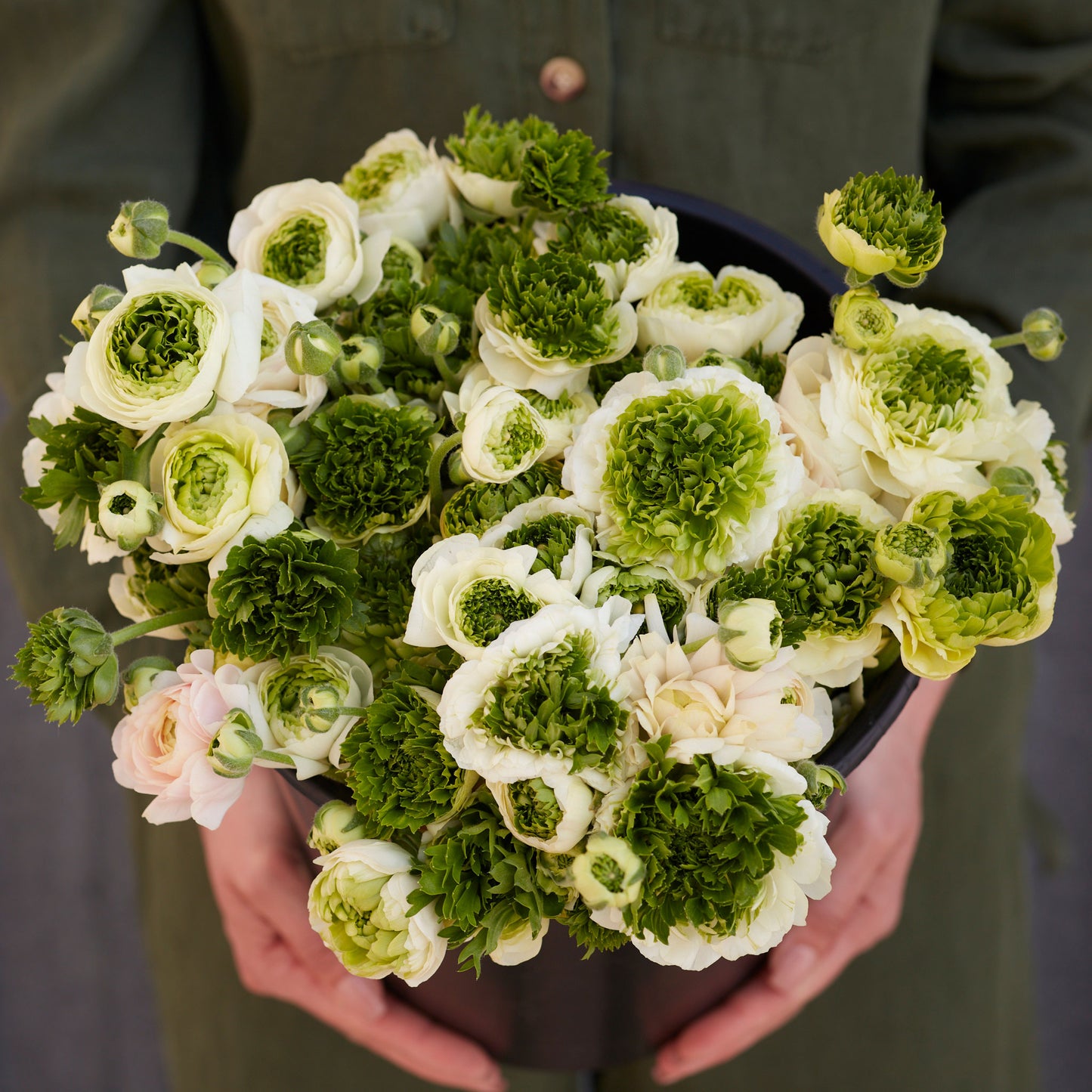 ranunculus super green white