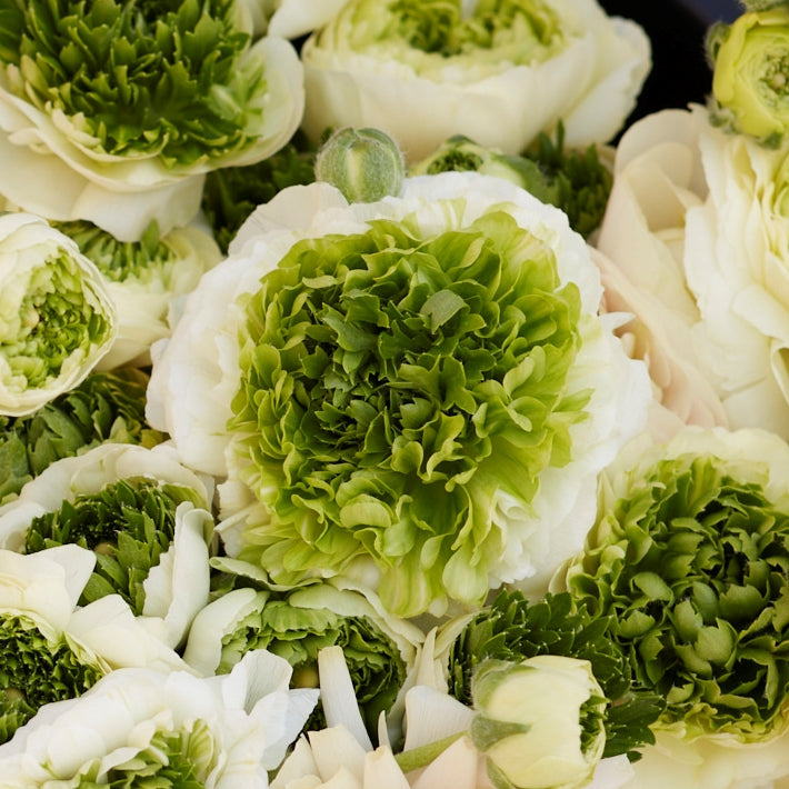 ranunculus super green white