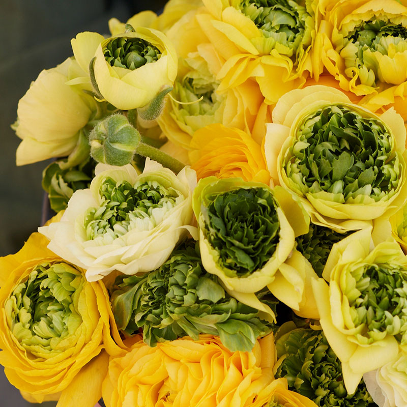 ranunculus super green yellow