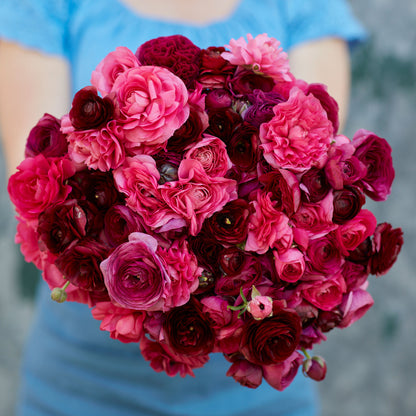 Vibrant pink ranunculus vineyard mix held by a person in a blue top outdoors