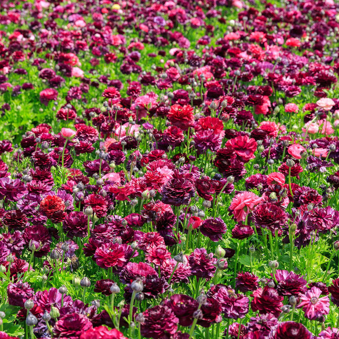 ranunculus vineyard mix