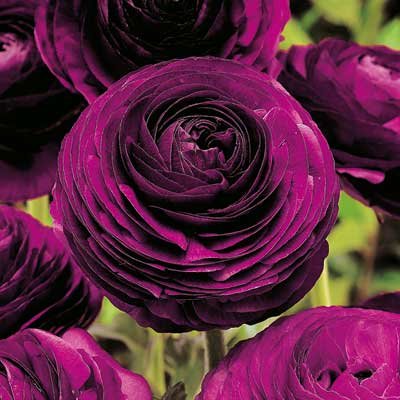 ranunculus violet