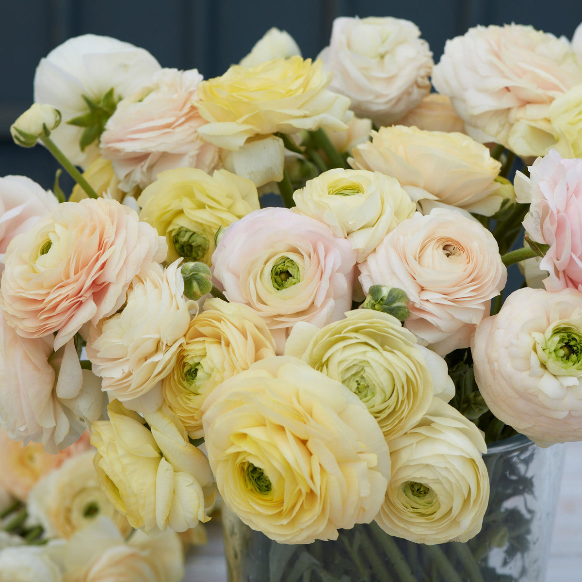 Standard Ranunculus Ranunculus Bulbs - Wedding Pastel | Flower Bulbs | Eden Brothers