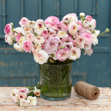 White and pink ranunculus white picotee bouquet in a glass vase indoors