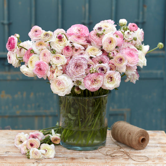 ranunculus white picotee