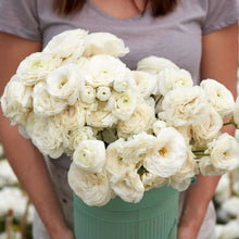 White ranunculus white bouquet with layered petals held by a person outdoors