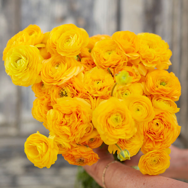 Ranunculus Bulbs Yellow Flower Bulbs Eden Brothers