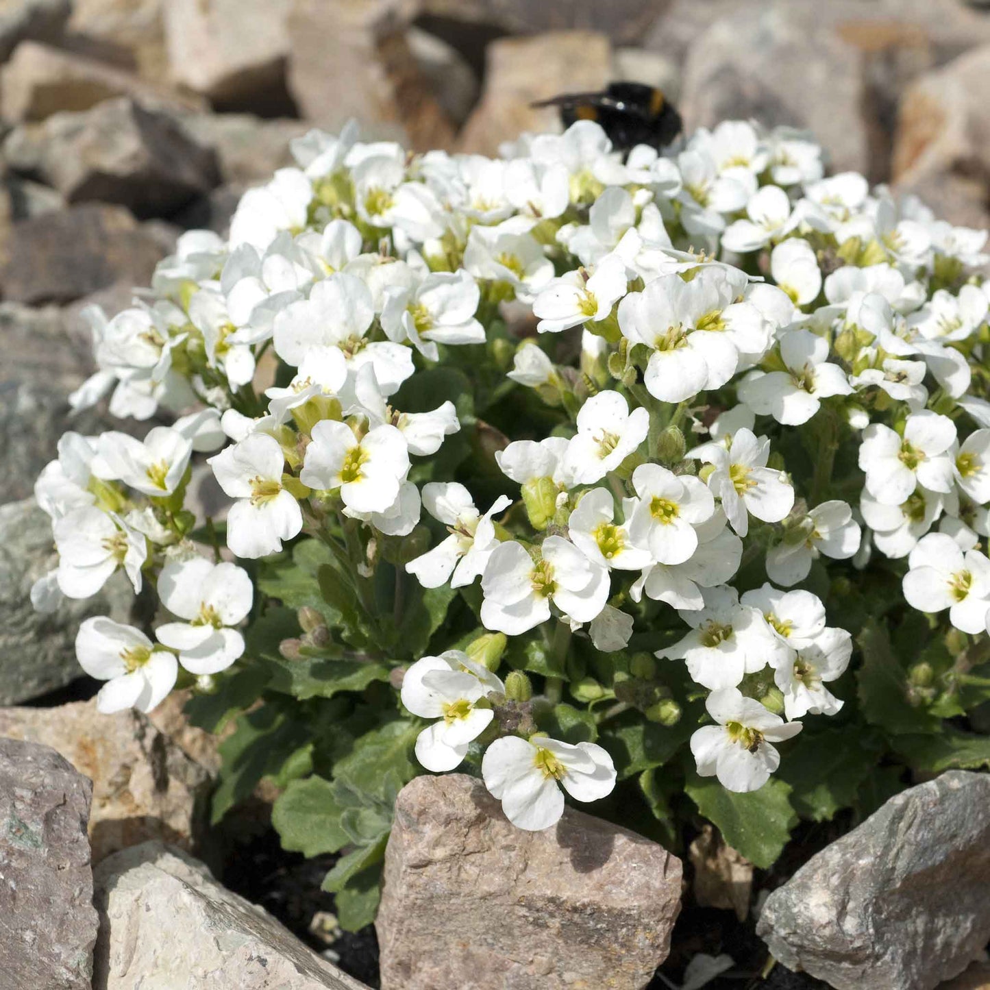 rock cress snow peak