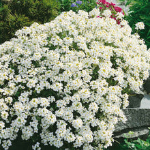 Cluster of small, four-petaled white snow peak rock cress flowers with yellow centers and green leaves.