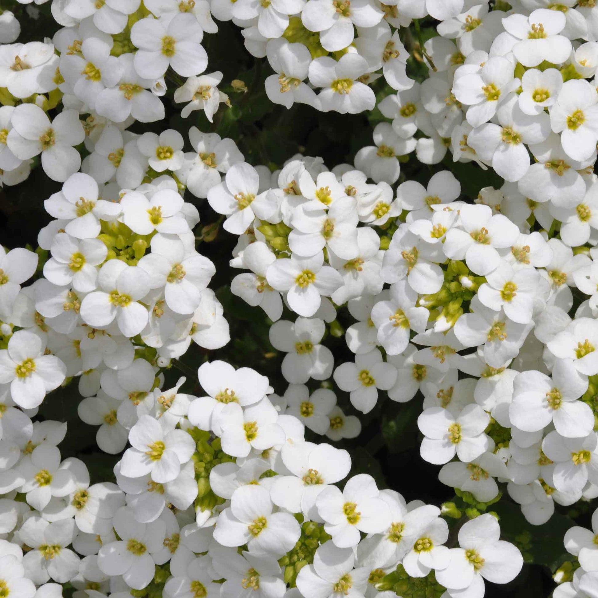 rock cress snow peak