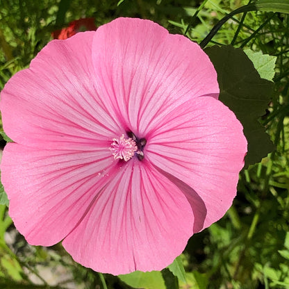 Single large pink Rose Mallow Tanagra bloom against a clean white background