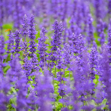 Blue Sage blue flowers with green leaves on a blurred outdoor background