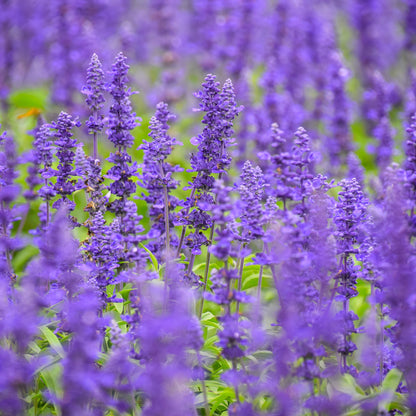 Blue Sage blue flowers with green leaves on a blurred outdoor background