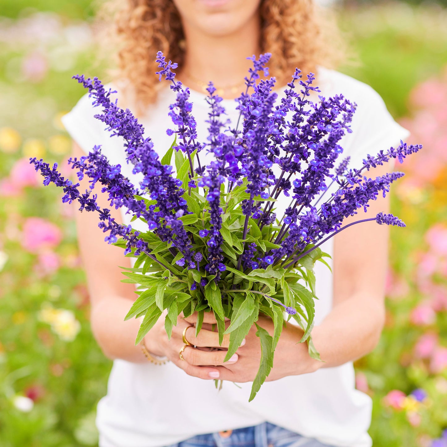 Baby Blue Eyes Seeds - 1 Pound, Flower Seeds, Eden Brothers