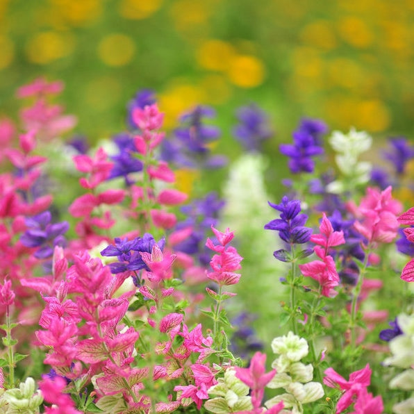 clary sage tricolor mix