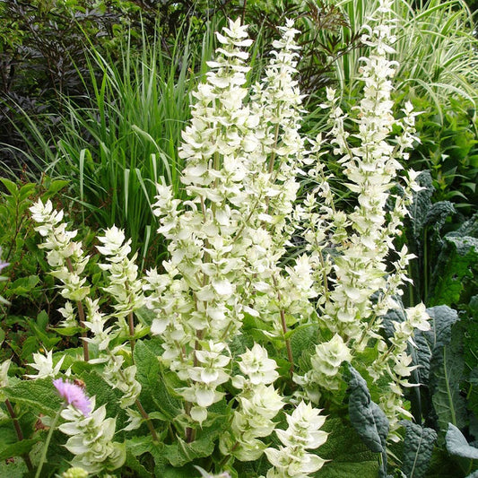 clary sage white swan