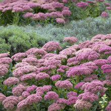 Sedum autumn joy with pink flower clusters covering a sunny garden border.
