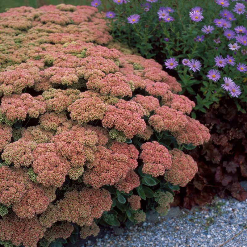 sedum autumn joy