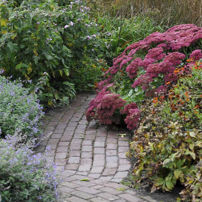 sedum autumn joy