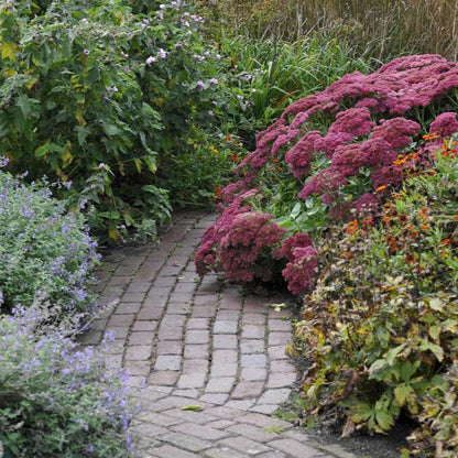 Sedum autumn joy with pink blooms lining a brick garden path with green foliage.