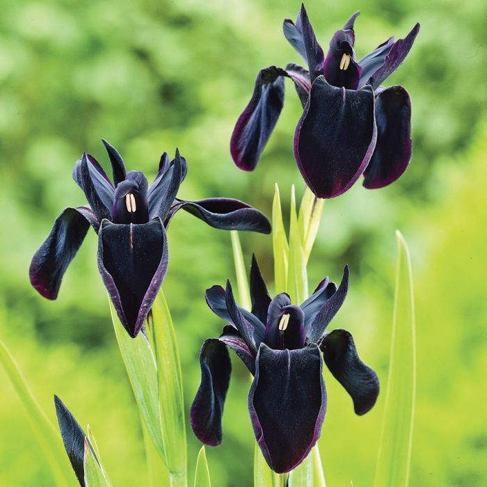 siberian iris black flowered