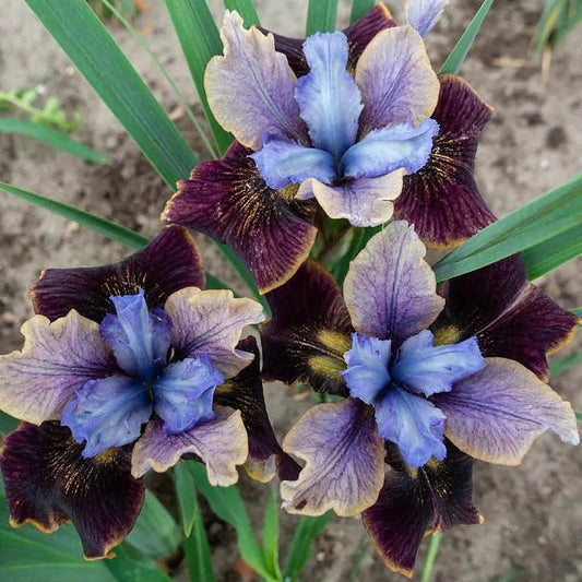 siberian iris black joker