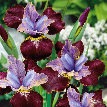 Dark red siberian iris black joker with a golden beard standing in a garden.