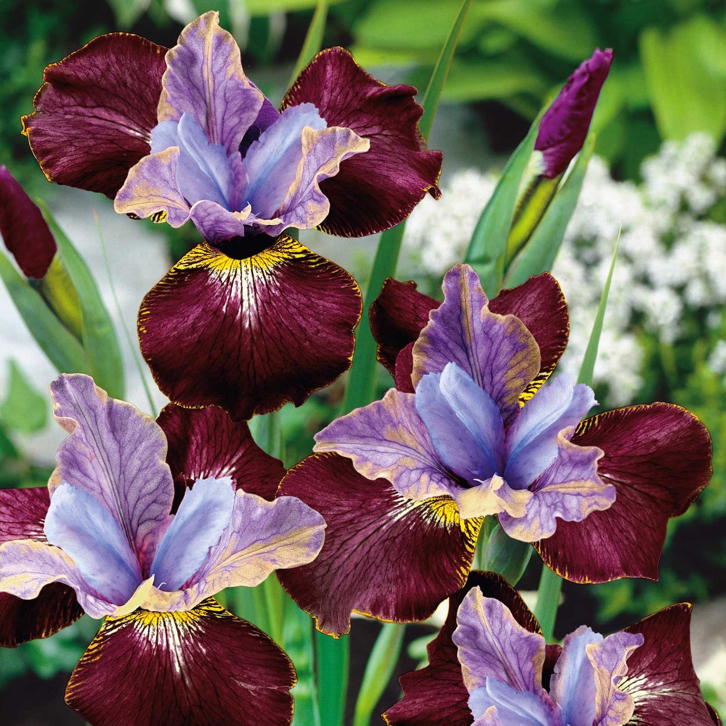 siberian iris black joker