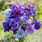 siberian iris blue mix