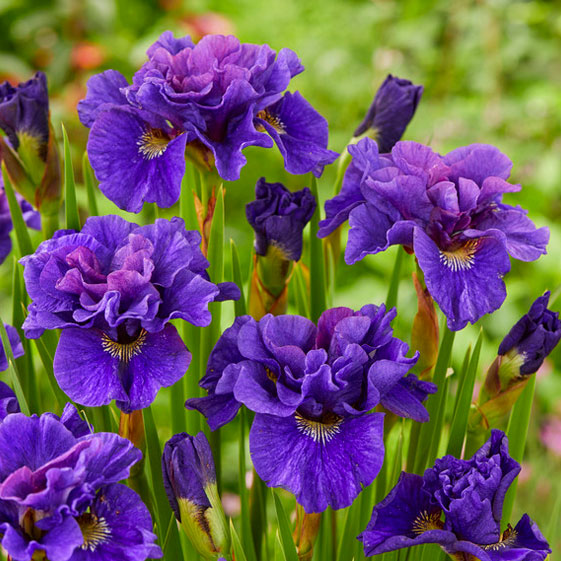 siberian iris concord crush