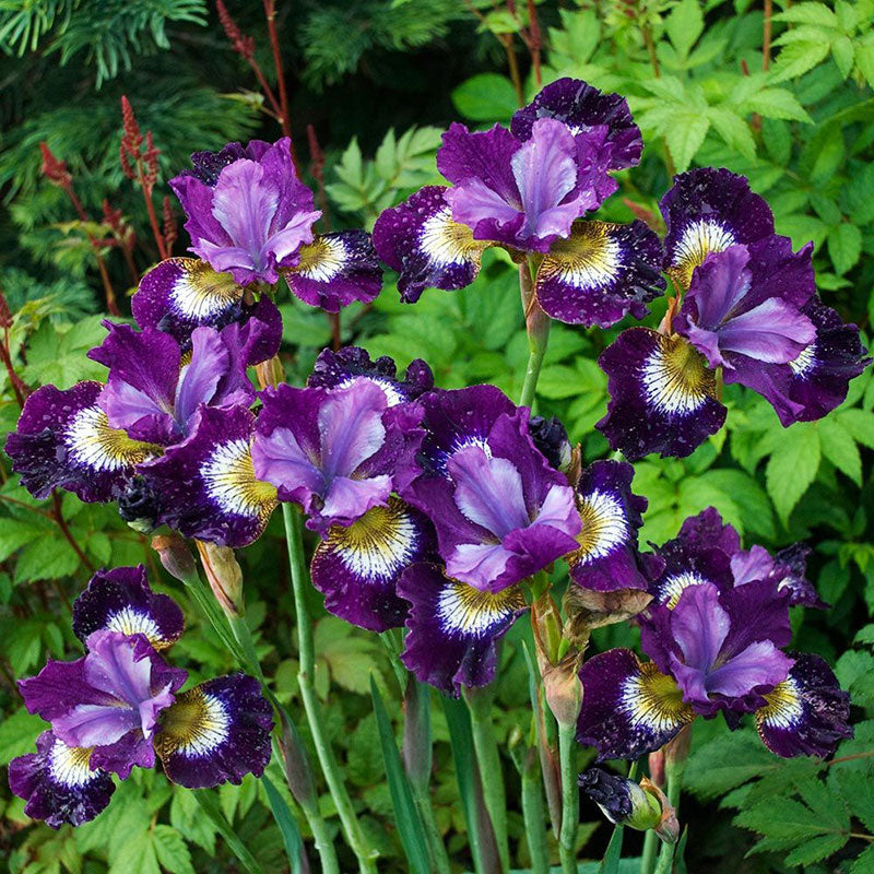siberian iris contrast