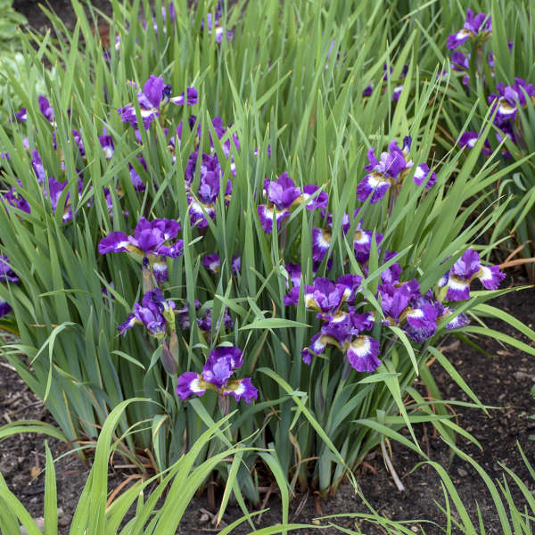 siberian iris contrast