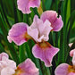 siberian iris ballerina