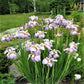 siberian iris ballerina