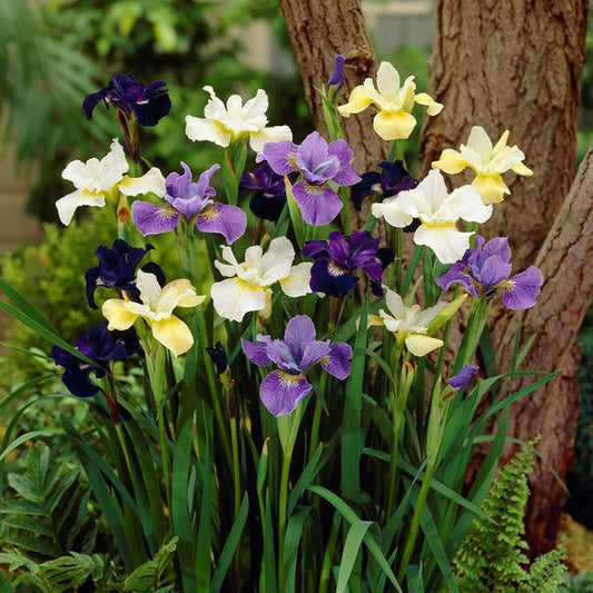 siberian iris mix