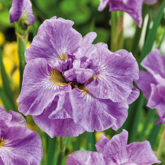 siberian iris pink parfait