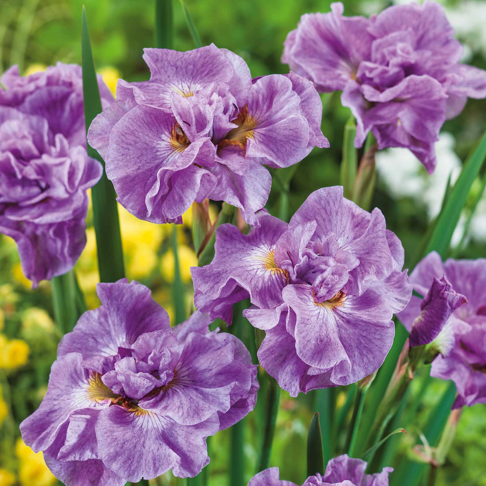siberian iris pink parfait