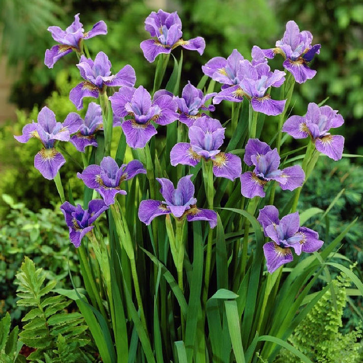 Siberian Iris Purple Flower Bulbs Eden Brothers